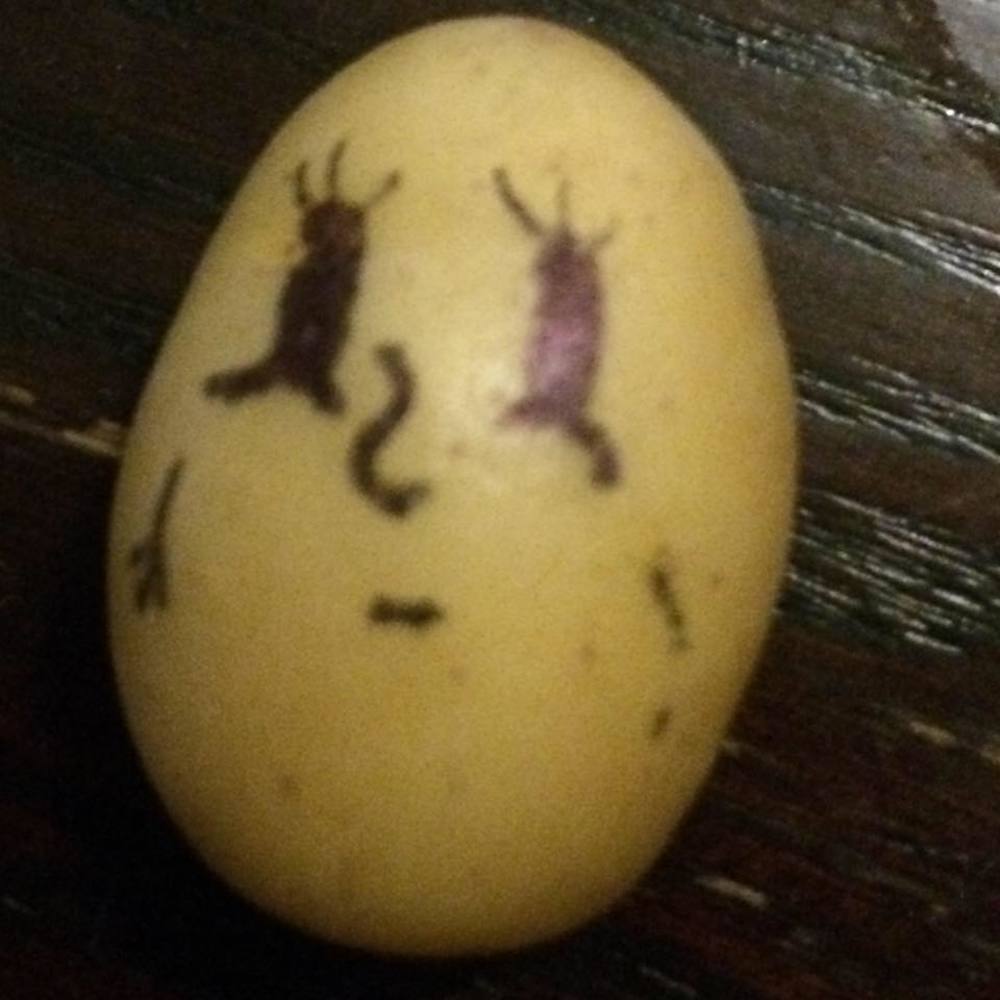 Meet your Posher, Rj